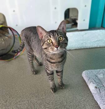 Figgy -  Domestic Short Hair Cat for Adoption in Moundsville, West Virginia - Figgy | PetCurious