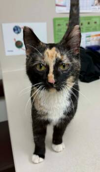 Rescue Domestic Short Hair Cats for Adoption in Medford, Wisconsin - Penelope | PetCurious
