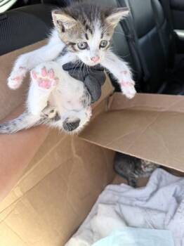 POWDER -  Domestic Short Hair Cat for Adoption in Fort Lauderdale, Florida - POWDER | PetCurious
