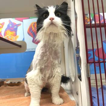 Domestic Long Hair Cats Available for Adoption - Magic | PetCurious