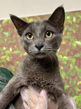 Domestic Short Hair Cats Available for Adoption in San Antonio, Texas - SMOKEY THE BEAR | PetCurious