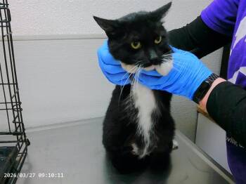 CHANEL -  Domestic Short Hair Cat Available for Adoption in Oroville, California - CHANEL | PetCurious