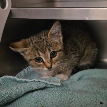 Spirit -  Domestic Short Hair Cat for Adoption in Bristol, Indiana - Spirit | PetCurious