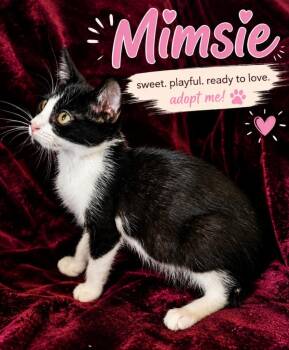 Mimsie -  Domestic Short Hair Cat for Adoption in North Richland Hills, Texas - Mimsie | PetCurious
