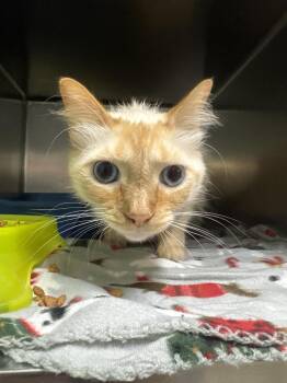 Elvis Purrsley -  Domestic Long Hair Cat for Adoption in Waverly, Tennessee - Elvis Purrsley | PetCurious