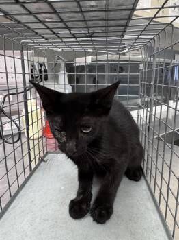 SAILOR MARS -  Domestic Short Hair Cat for Adoption in Las Vegas, Nevada - SAILOR MARS | PetCurious