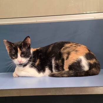 Linda -  Domestic Short Hair Cat for Adoption in Sand Springs, Oklahoma - Linda | PetCurious