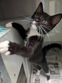 Briar -  Domestic Short Hair Cat for Adoption in Louisburg, North Carolina - Briar | PetCurious