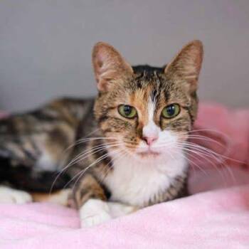 Chelle -  Domestic Short Hair Cat for Adoption in Atlanta, Georgia - Chelle | PetCurious
