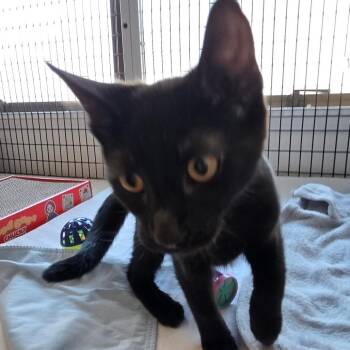 Wednesday -  Domestic Short Hair Cat for Adoption in Belfair, Washington - Wednesday | PetCurious