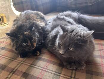 Domestic Long Hair and Maine Coon Cats Available for Adoption in Rochester Hills, Michigan - Louis & Martini (Bonded Pair) | PetCurious