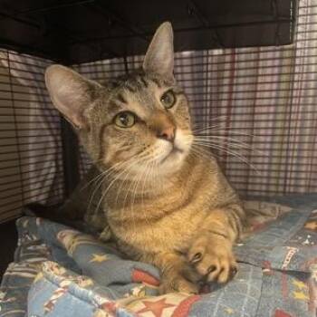Popcorn -  Domestic Short Hair Cat for Adoption in Bellingham, Washington - Popcorn | PetCurious