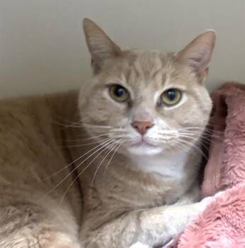 CLARENCE -  Domestic Short Hair Cat for Adoption in Boston, Massachusetts - CLARENCE | PetCurious