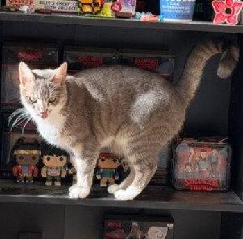 Mia and Leo (Courtesy Post) -  Domestic Short Hair Cat for Adoption in San Jose, California - Mia And Leo (Courtesy Post) | PetCurious