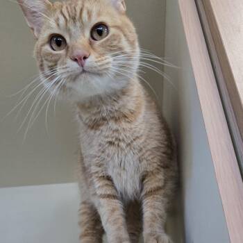 Puddles -  Domestic Short Hair Cat for Adoption in Mokena, Illinois - Puddles | PetCurious