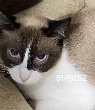 5149252 -  Siamese Cat for Adoption in Lee