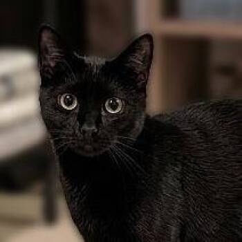 Freddy Friend (Barn Cat) -  American Shorthair Cat for Adoption in Pikesville, Maryland - Freddy Friend (Barn Cat) | PetCurious