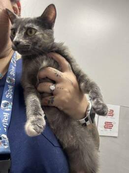 Mary Ann -  Domestic Short Hair Cat for Adoption in Sevierville, Tennessee - Mary Ann | PetCurious