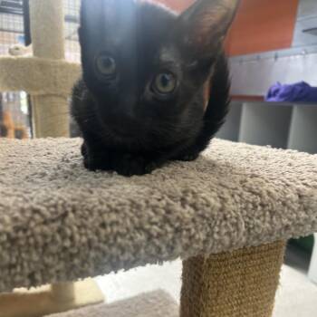 Arnold -  Domestic Short Hair Cat for Adoption in Sarasota, Florida - Arnold | PetCurious