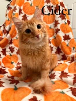 CIDER -  Domestic Medium Hair Cat for Adoption in St. Peters, Missouri - CIDER | PetCurious