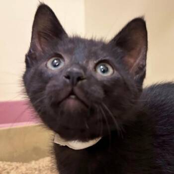 Domestic Short Hair Cats Available for Adoption in Walnut Creek, California - Duke Dog | PetCurious