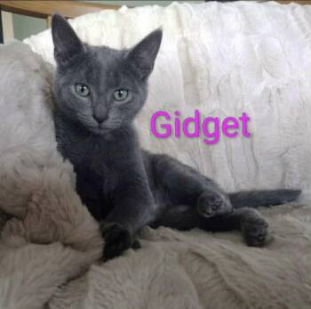 Russian Blue and Domestic Short Hair Cats Available for Adoption in Wyandotte, Michigan - Gidget | PetCurious