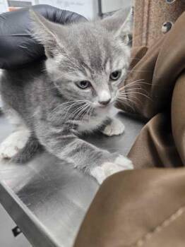 Penn -  Domestic Short Hair Cat for Adoption in Sevierville, Tennessee - Penn | PetCurious