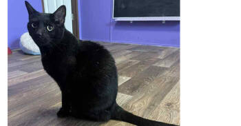 Rescue Domestic Short Hair Cats for Adoption in Greenville, South Carolina - Princess AA | PetCurious