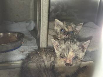 Rescue Domestic Short Hair Cats for Adoption in Kent, Washington - SUZETTE | PetCurious