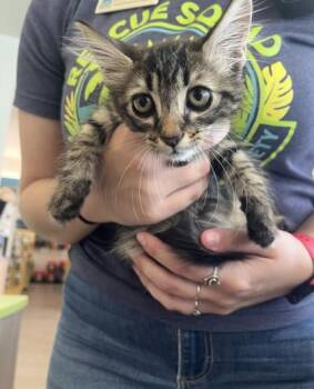 Acorn -  Domestic Short Hair Cat for Adoption in Daytona Beach, Florida - Acorn | PetCurious