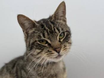 Domestic Short Hair Cats Available for Adoption - Lance | PetCurious