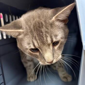 Romeo -  Domestic Short Hair Cat for Adoption in Birmingham, Alabama - Romeo | PetCurious