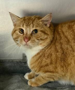 Domestic Short Hair Cats Available for Adoption - Mandarin (barn) | PetCurious