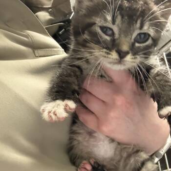 Priscilla -  Domestic Medium Hair Cat Available for Adoption in Elberon, Virginia - Priscilla | PetCurious