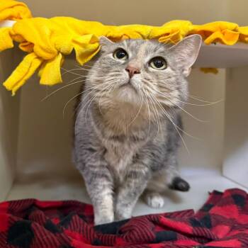 Bellarita -  American Shorthair Cat for Adoption in Madison, Wisconsin - Bellarita | PetCurious