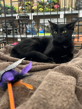 Rescue American Shorthair Cats for Adoption in Longwood, Florida - Cherie | PetCurious