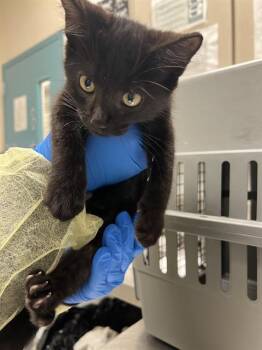 BEAN -  Domestic Short Hair Cat for Adoption in Las Vegas, Nevada - BEAN | PetCurious