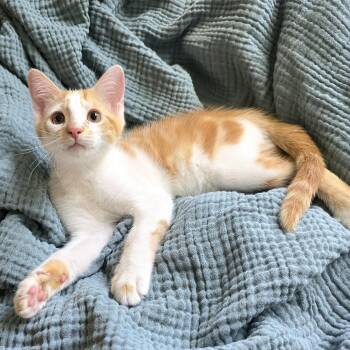 Cavatappi -  Domestic Short Hair Cat for Adoption in Charlotte, North Carolina - Cavatappi | PetCurious
