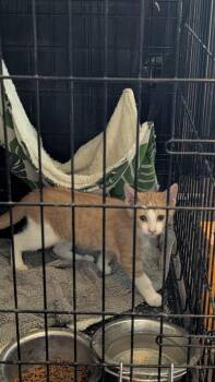 Buttercup (No Collar 2) -  Domestic Short Hair Cat for Adoption in Plymouth, Michigan - Buttercup (No Collar 2) | PetCurious