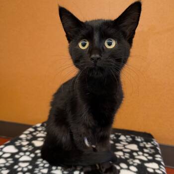 Denise -  Domestic Short Hair Cat for Adoption in Rochester, Minnesota - Denise | PetCurious