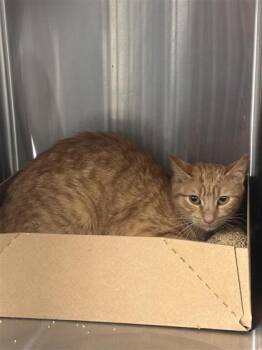 Domestic Short Hair Cats Available for Adoption in West Chester, Pennsylvania - Kiki | PetCurious