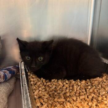 Grizzly -  Domestic Short Hair Cat Available for Adoption in Huntington, West Virginia - Grizzly | PetCurious