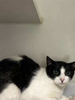 KARMA -  Domestic Short Hair Cat for Adoption in Camarillo, California - KARMA | PetCurious