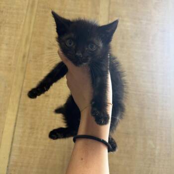 Dallas 052601A -  Domestic Medium Hair Cat Available for Adoption in Amory, Mississippi - Dallas 052601A | PetCurious