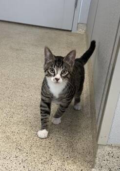 Mike -  Domestic Short Hair Cat for Adoption in Lafayette, Indiana - Mike | PetCurious