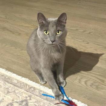 Boy -  Domestic Short Hair and Russian Blue Cat for Adoption in Huntsville, Alabama - Boy | PetCurious