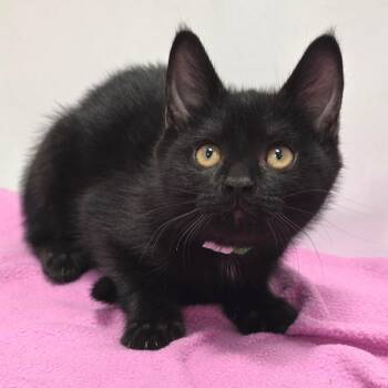 Domestic Short Hair Cats Available for Adoption in Fort Wayne, Indiana - Nod | PetCurious