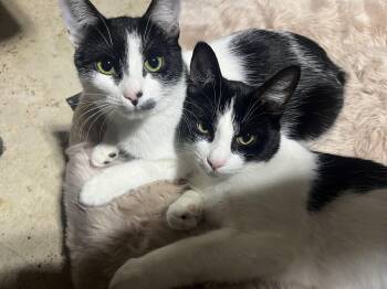 Rescue Domestic Short Hair Cats for Adoption in Hamilton, Ontario - Smooches (aka Smoochy Poochie) | PetCurious