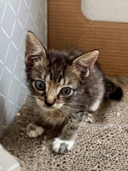 Dodge -  Domestic Short Hair Cat for Adoption in Daytona Beach, Florida - Dodge | PetCurious