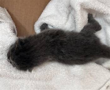 KITTY -  Domestic Short Hair Cat for Adoption in Dallas, Texas - KITTY | PetCurious